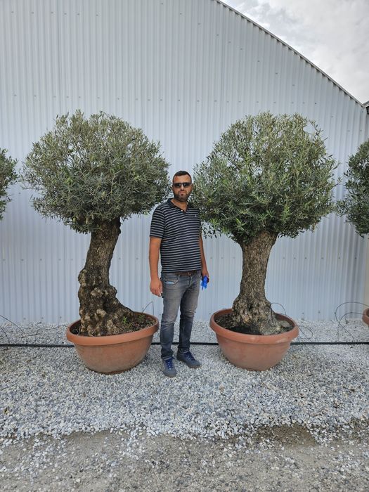 Măslini seculari calitate extra