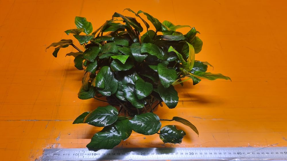 Plante acvariu - Anubias