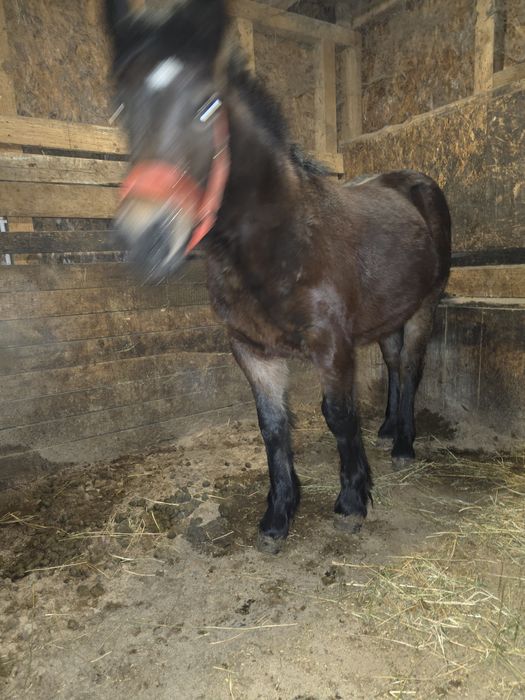 Vand manz, manza, cai!