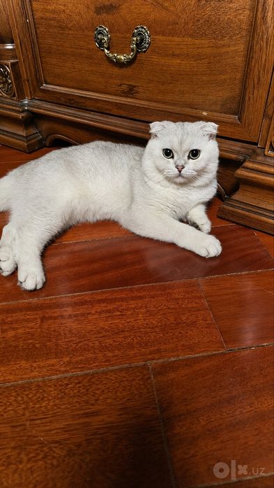 Вязка коту саму британцу