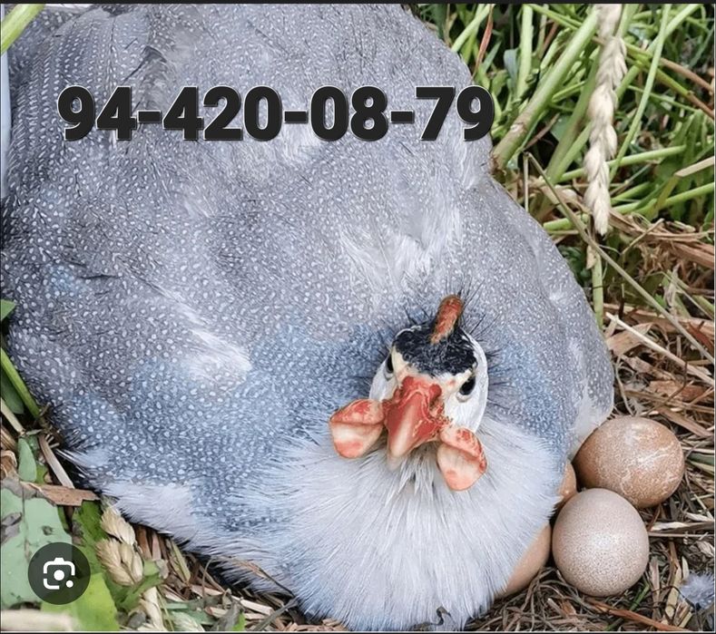 Saharga qariyalarga va bolalarga dorilikka tuhum