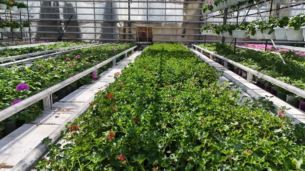 Muscate / Pelargonium Zonale , Curgatoare ,Peltatum , Tiroleze