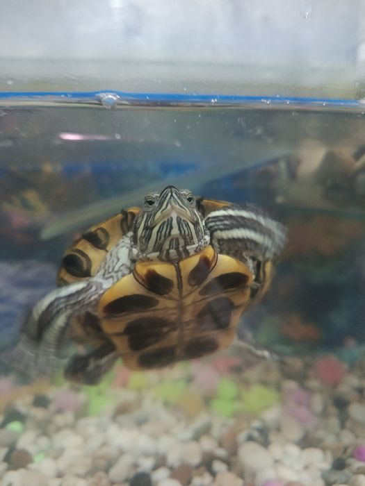 Черепахи Красноухие водяные