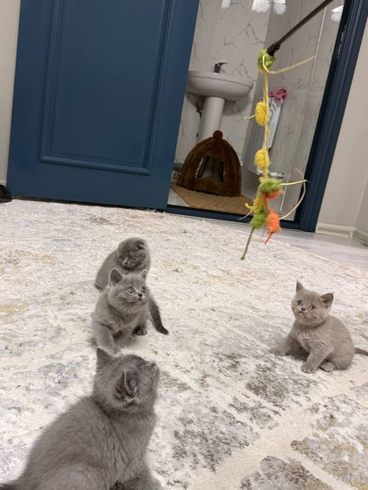 Котята Британцы Британ мушукчалари