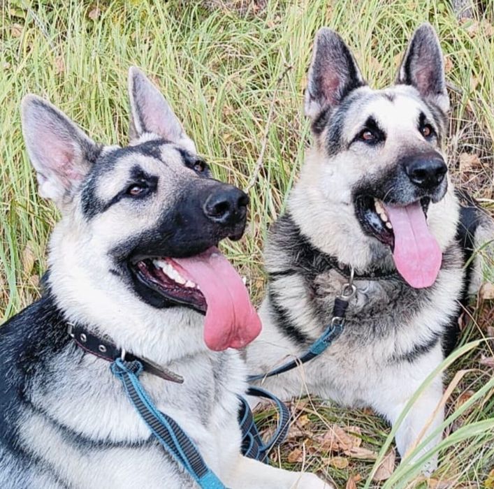 Щенки восточно-европейской овчарки