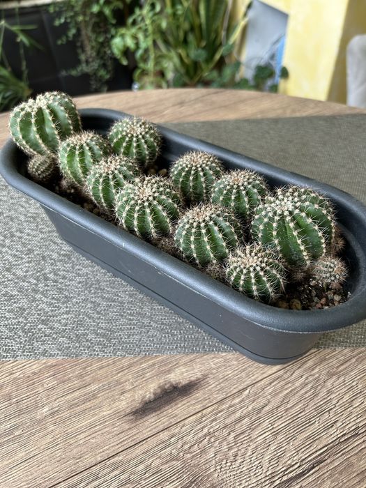 Кактус декоративный