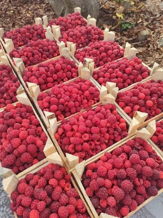 Продавам разсад малини