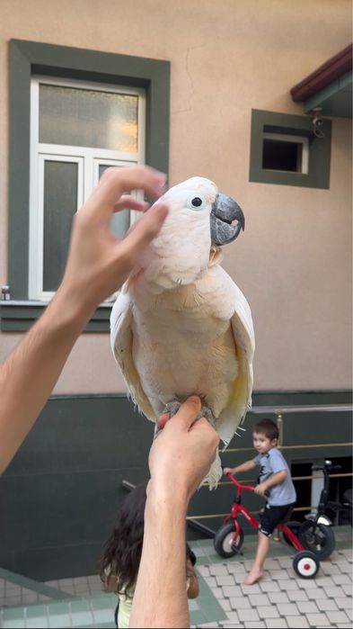 To’ti Popugay  kakadu malokski ruchnoy sotiladi