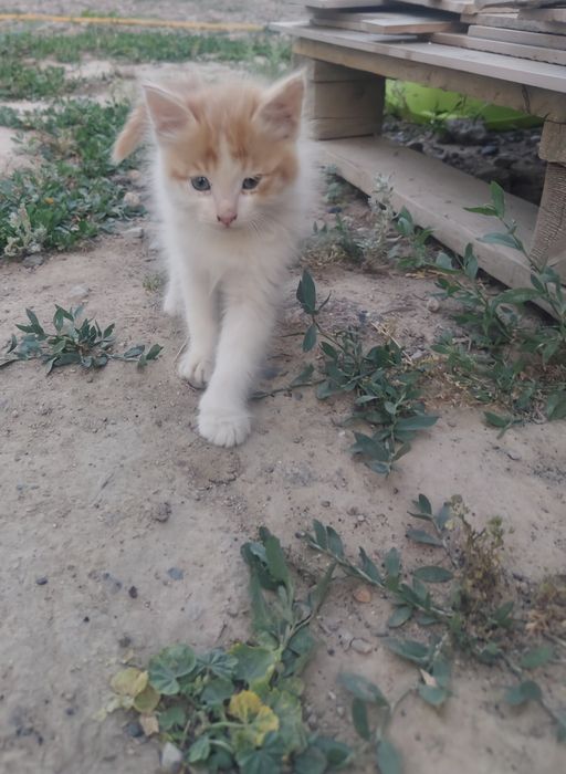 Бесплатно отдам котят в хорошие руки
