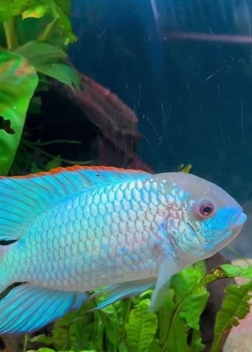 Наннокара Блю Неон