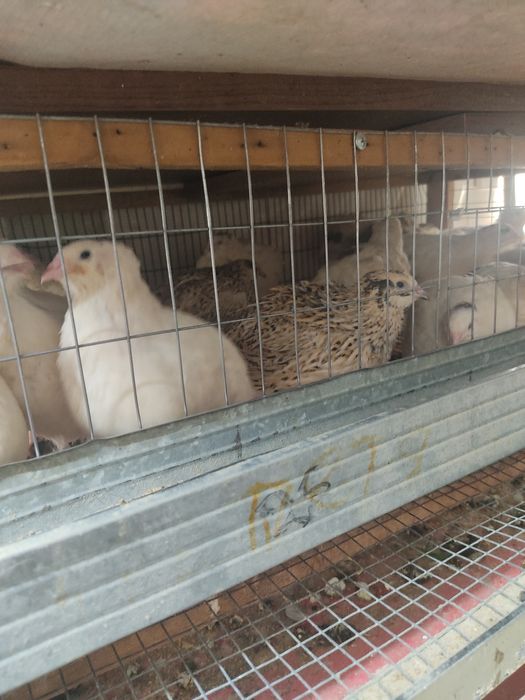 Перепела    несушки