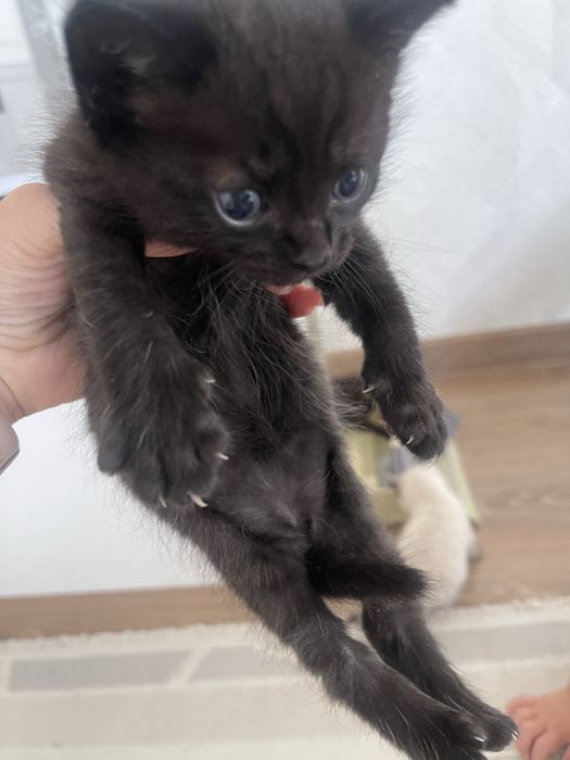 Отдам котят бесплатно