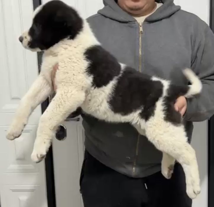 Щенки САО, Тобет, Алабай!