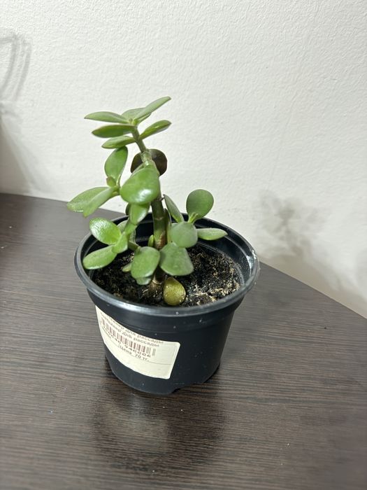 Продам толстянку