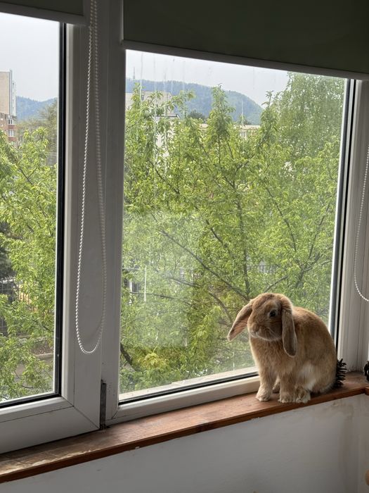 Donez mini lop , iepuras prietenos.