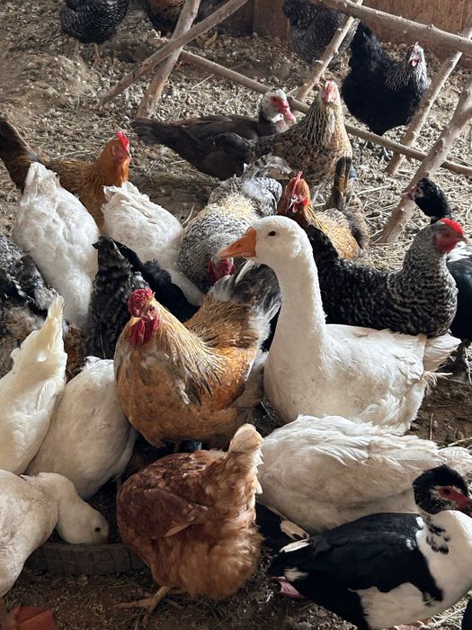 Продам молодых гусей