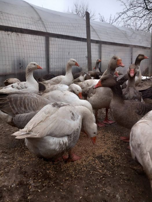 Vand gaste si gaini 30 de lei bucata