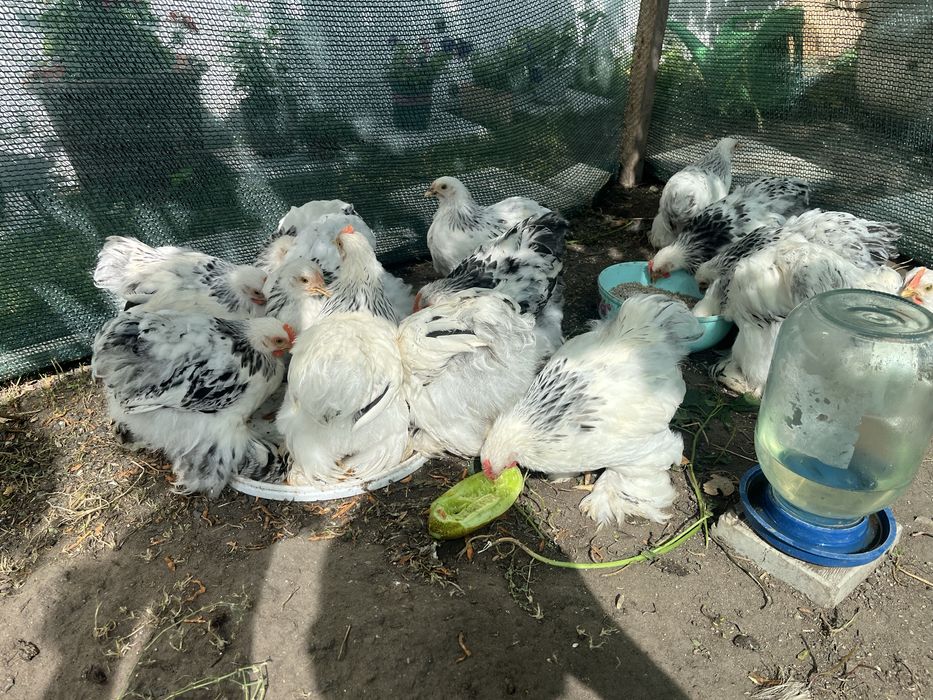 Продам карликовых кохинхинов