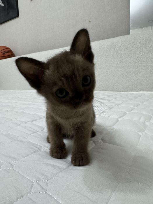 Бурманские котята