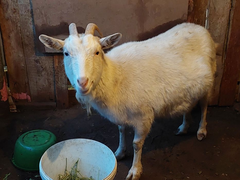 Сүтті ешкілер сатылады