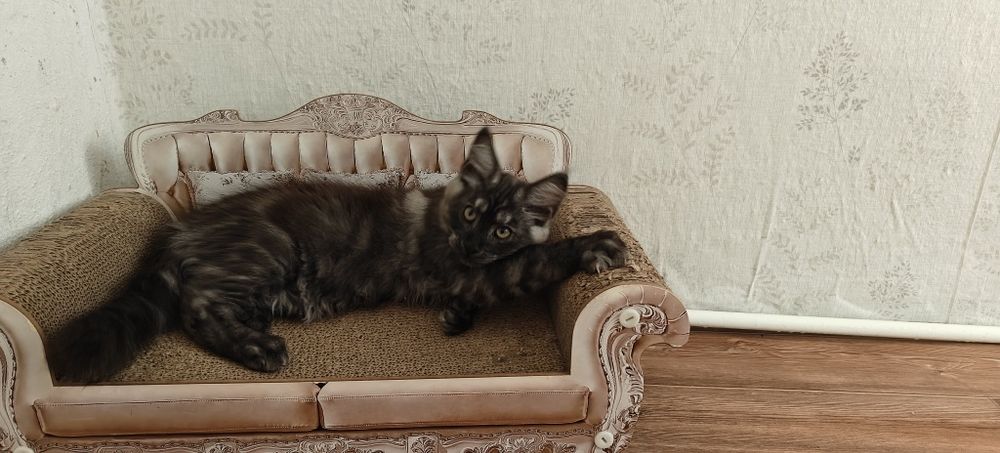 Продаються Мейн кунчики