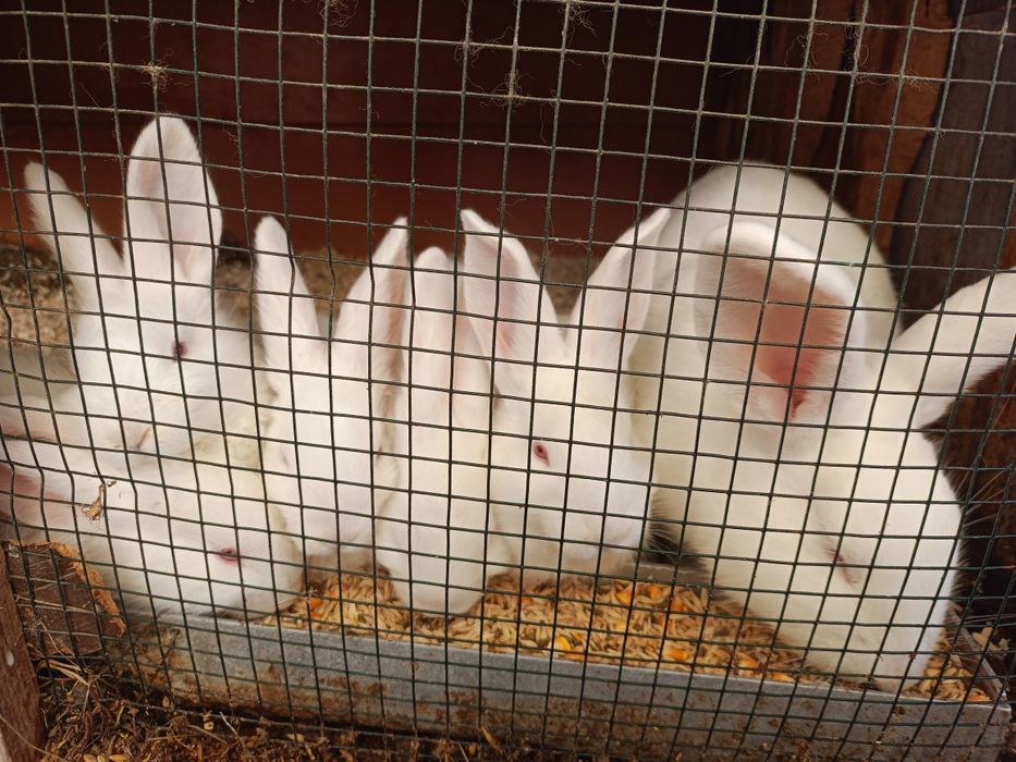 Iepurași de rasă Californian și alb de Panonia