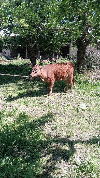Gibrit gunojin sotladi eston paroda
