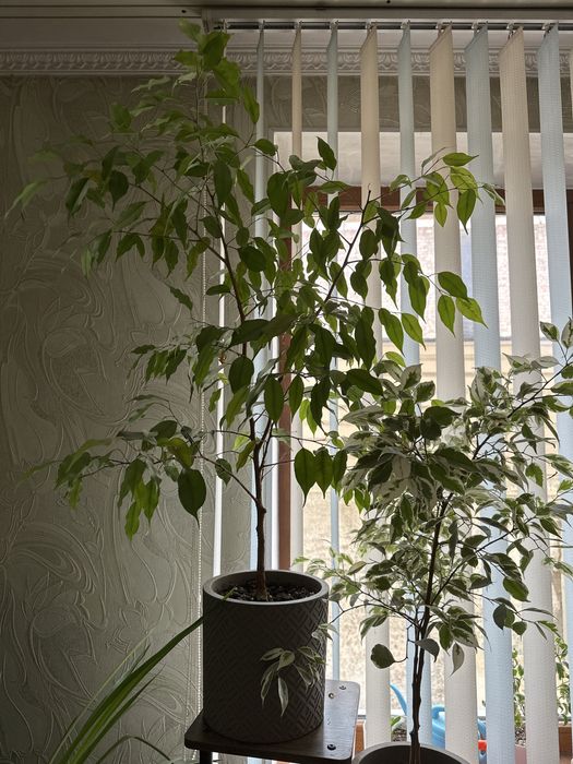 Фикусы Бенджамина