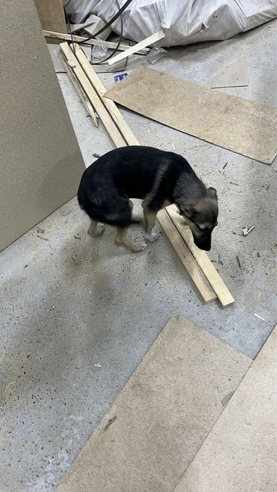 Күшік овчарканың баласы