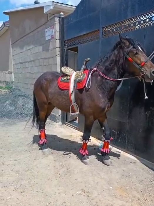 Дөнең бас біледі Полтарашка бұқаларға Малдарға айырбас