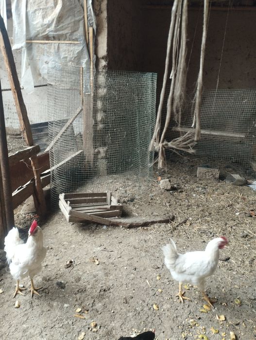 Хурозлар сотилади