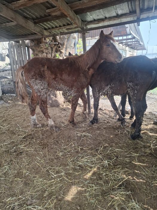 Жорга Жабағылар сатылады