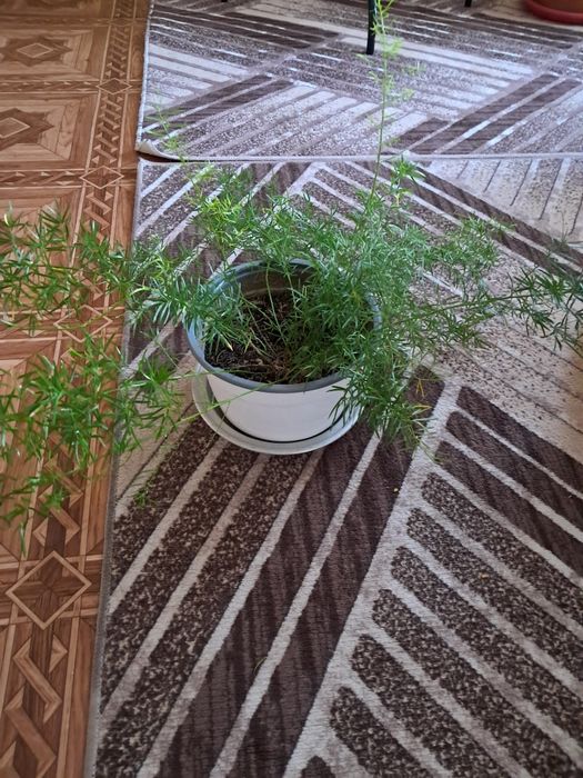 Разни разнообразни