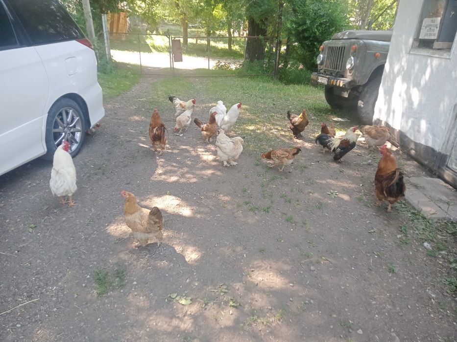 Домашный  курица  Қолдың тауығы
