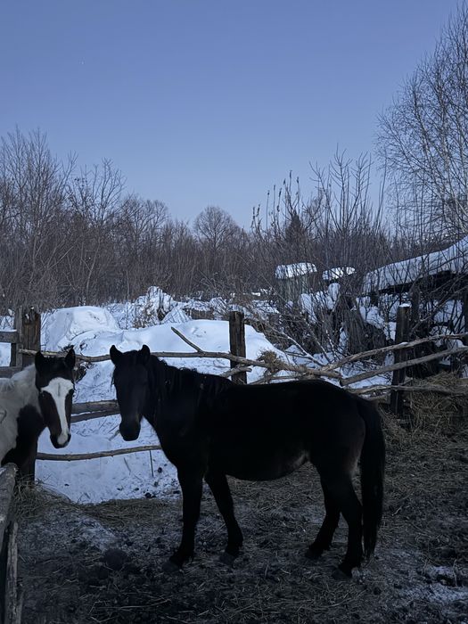 Продам лошодей кобыл