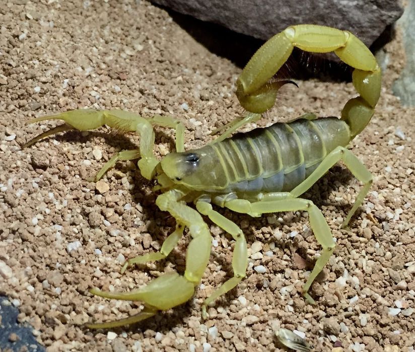 Дезинфекция 24/7 круглосуточный