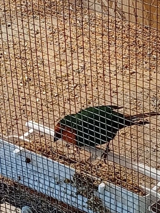 Forbes finch pereche 2025