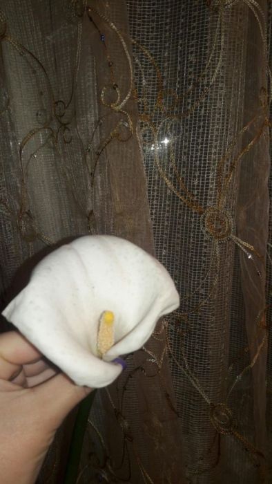 комнатные цветы каллы и гиппеастриус