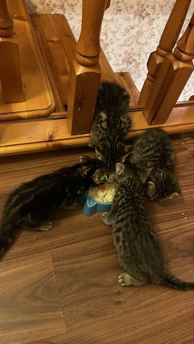 Котята   девочки