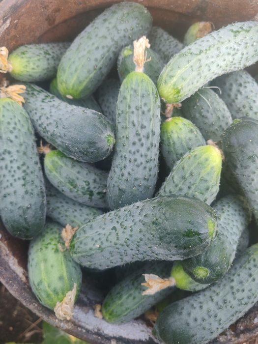 Продам огурцы без ГМО И СЕЛИТРЫ