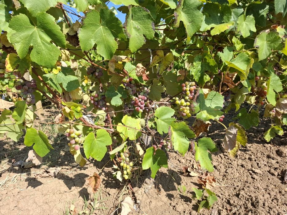 Продава се Парцел в с. Калипетрово, Област Силистра - 1194 кв.м за 15 €/кв.м - Снимка #11