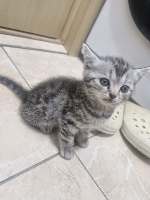 Мальчик скоттиш страйт