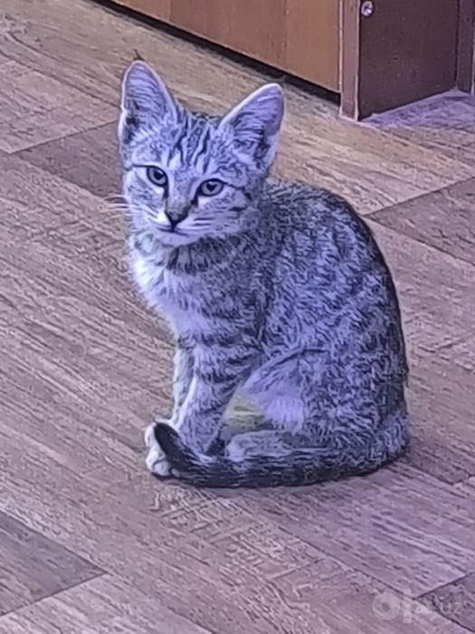 Отдам котенка в хорошие руки