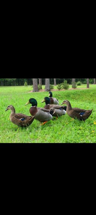 Vând familie de Rațe Rouen !!!