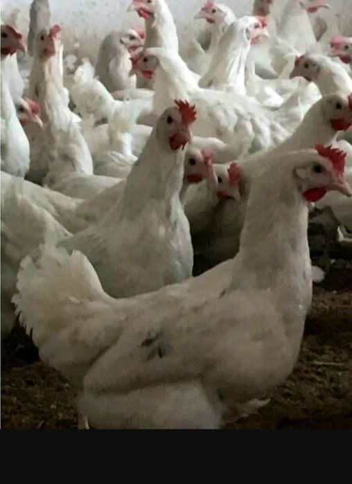 Продаю курей несушек