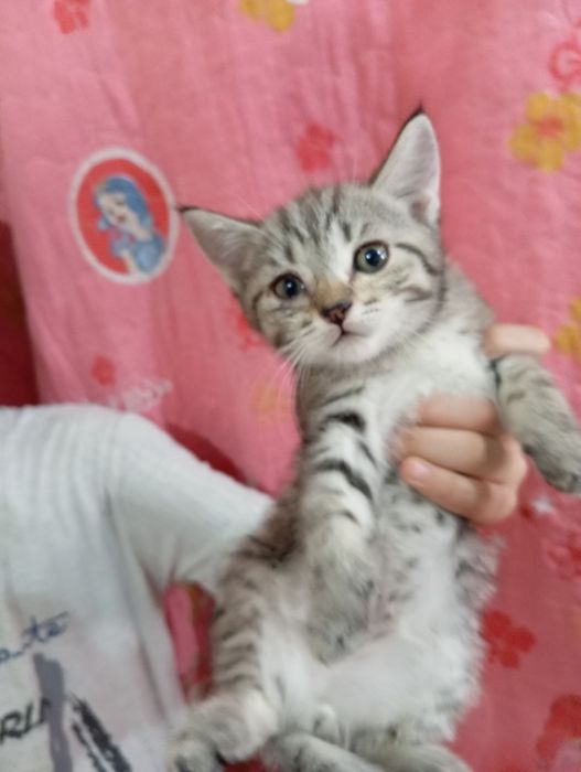 Shinshila mushuklar sotiladi