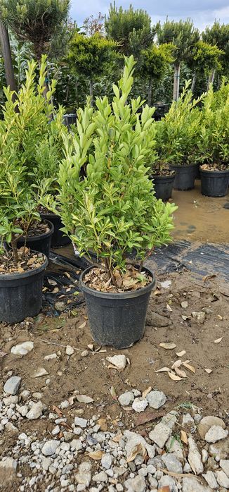Tuia globular veșnic verde - buxus