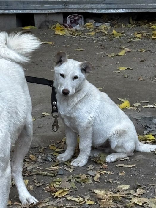 В добрые руки Щенок Лайки