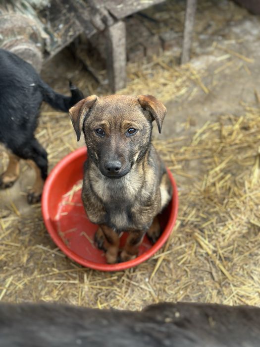 Ищем дом, девочка