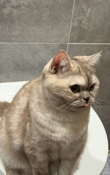 Британская шиншилла кошка